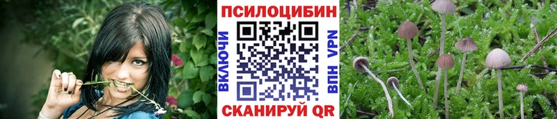 Купить где  Приморско-Ахтарск  Галлюциногенные грибы Psilocybe 